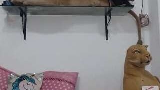 Corwindallas22cm nude on cam in her Live Sex Chat Room